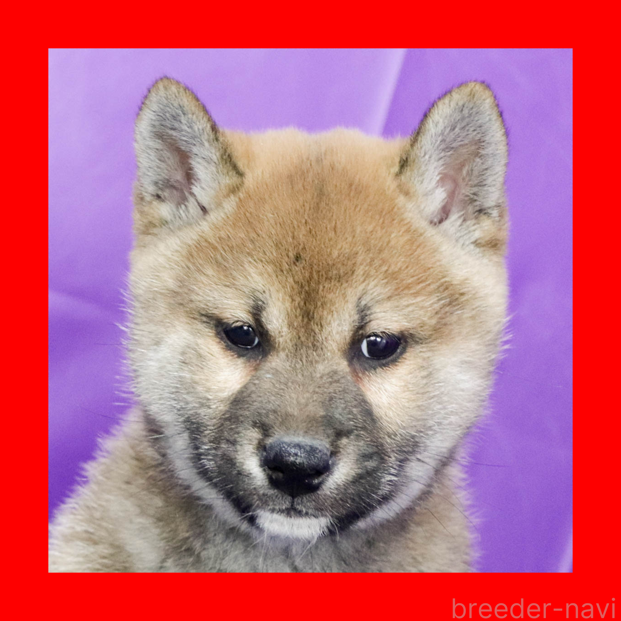 販売中の愛知県の柴犬-377841